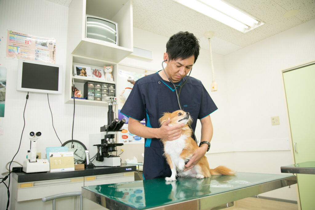 伊藤祐典院長の動物にやさしい診療風景（パル動物クリニック内）